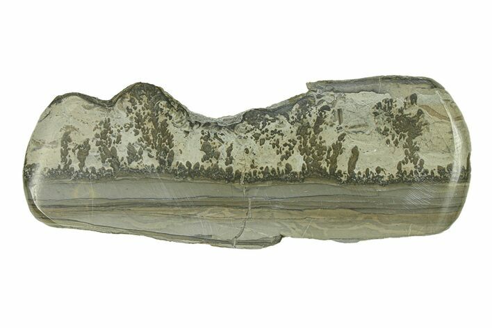 Triassic Aged Stromatolite Fossil - England #285830